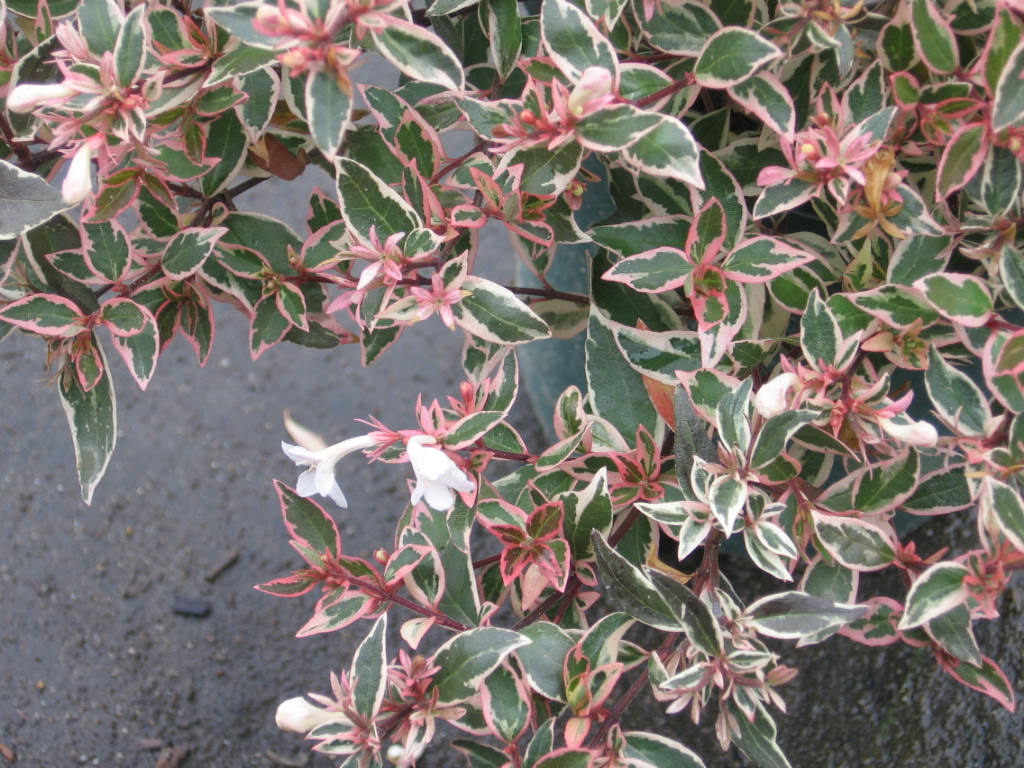 ABELIA x grandiflora 'Confetti' emerisa gardens